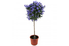 Solanum melongena rantonetti