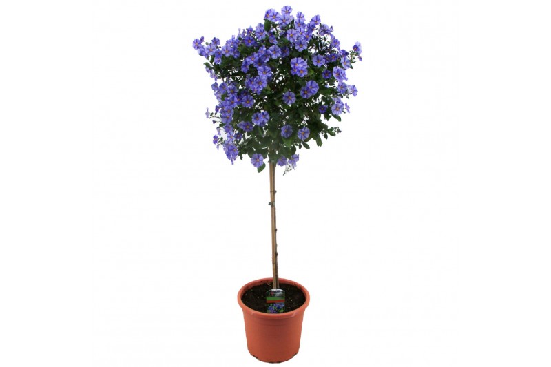 Solanum melongena rantonetti 