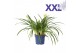 Agapanthus eydori white 7 stek grootbloemig 