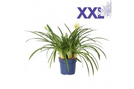 Agapanthus eydori white 7 stek grootbloemig