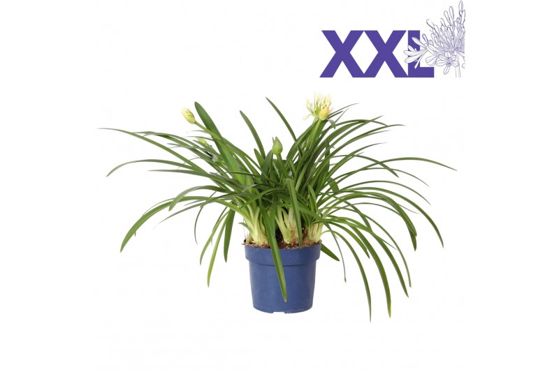 Agapanthus eydori white 7 stek grootbloemig Agapanthus eydori white 7 stek grootbloemig
