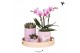 Phalaenopsis Kolibri Green up your home - Gift Set - Optimism pink 