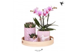 Phalaenopsis Kolibri Green up your home - Gift Set - Optimism pink