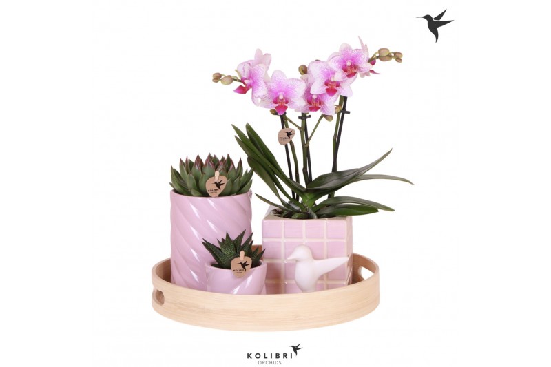 Phalaenopsis Kolibri Green up your home - Gift Set - Optimism pink 