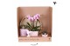 Phalaenopsis Kolibri Green up your home - Gift Set - Optimism pink 