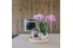 Phalaenopsis Kolibri Green up your home - Gift Set - Optimism pink 