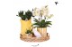 Phalaenopsis Kolibri Green up your home - Gift Set - Mediterranean Sun 
