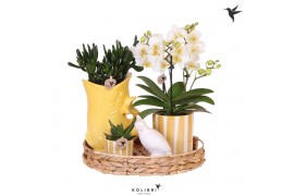Phalaenopsis Kolibri Green up your home - Gift Set - Mediterranean Sun