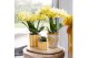 Phalaenopsis Kolibri Green up your home - Gift Set - Mediterranean Sun 