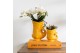 Phalaenopsis Kolibri Green up your home - Gift Set - Mediterranean Sun 