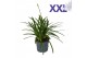 Agapanthus overig Agapanthus 