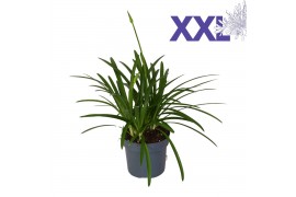 Agapanthus overig Agapanthus