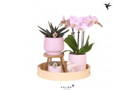Phalaenopsis Kolibri Green up your home - Gift Set - Love pink