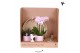 Phalaenopsis Kolibri Green up your home - Gift Set - Love pink 