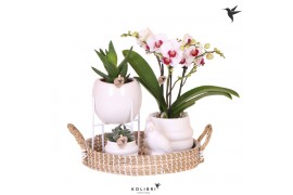 Phalaenopsis Kolibri Green up your home - Gift Set - All White