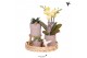 Phalaenopsis Kolibri Green up your home - Gift Set - Easter 