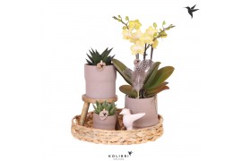 Phalaenopsis Kolibri Green up your home - Gift Set - Easter