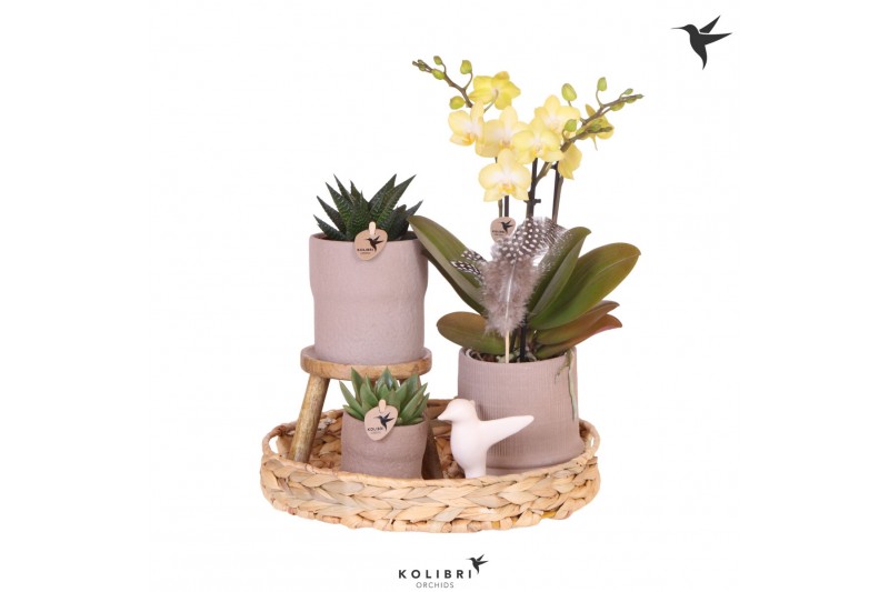 Phalaenopsis Kolibri Green up your home - Gift Set - Easter 