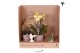 Phalaenopsis Kolibri Green up your home - Gift Set - Easter 