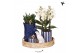 Phalaenopsis Kolibri Green up your home - Gift Set - Mediterranean Sun 