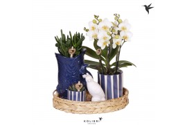 Phalaenopsis Kolibri Green up your home - Gift Set - Mediterranean Sun