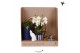 Phalaenopsis Kolibri Green up your home - Gift Set - Mediterranean Sun 
