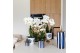 Phalaenopsis Kolibri Green up your home - Gift Set - Mediterranean Sun 