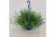 Lobelia sweet springs dark blue Lobelia hangpot 25 cm 4 pp 