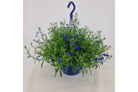Lobelia sweet springs dark blue Lobelia hangpot 25 cm 4 pp