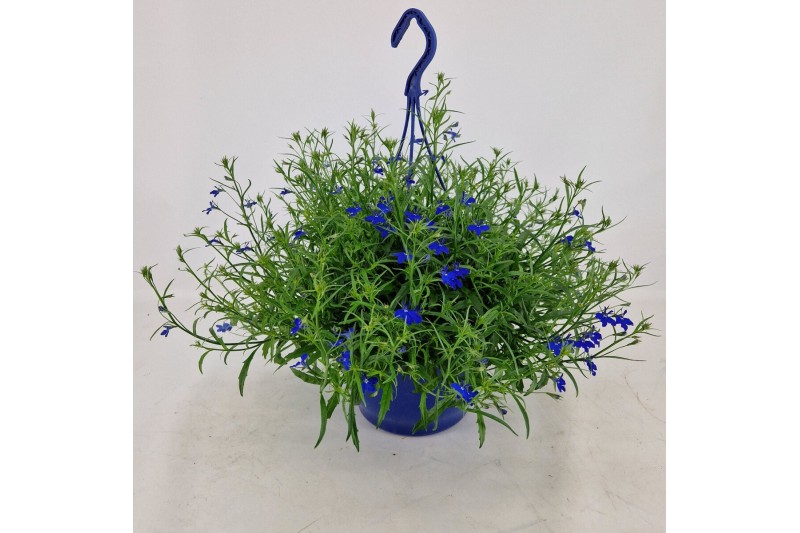 Lobelia sweet springs dark blue Lobelia hangpot 25 cm 4 pp Lobelia sweet springs dark blue Lobelia hangpot 25 cm 4 pp