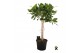 Ficus benghalensis audrey stam 