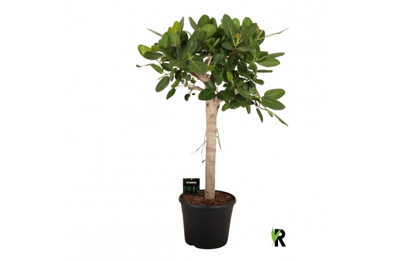 Ficus benghalensis audrey stam 