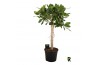 Ficus benghalensis audrey stam
