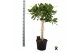 Ficus benghalensis audrey stam 