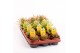 Drosera mix 