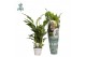 Spathiphyllum strauss 3+ bloem - AirSoPure 