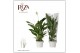 Spathiphyllum strauss 3+ bloem - Blanco hoes 
