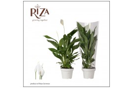 Spathiphyllum strauss 3+ bloem - Blanco hoes