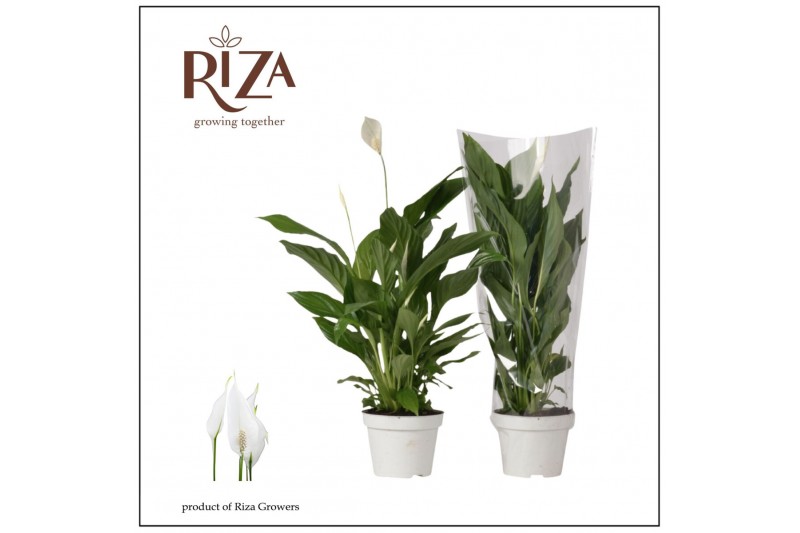 Spathiphyllum strauss 3+ bloem - Blanco hoes 