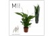 Spathiphyllum strauss 3+ bloem - Decorum 