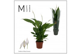Spathiphyllum strauss 3+ bloem - Decorum