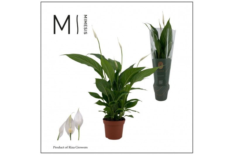 Spathiphyllum strauss 3+ bloem - Decorum Spathiphyllum strauss 3+ bloem - Decorum