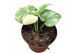 Monstera deliciosa thai constellation 
