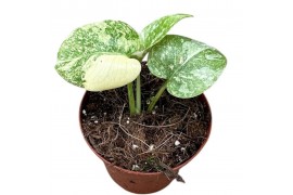 Monstera deliciosa thai constellation