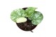 Monstera deliciosa thai constellation 