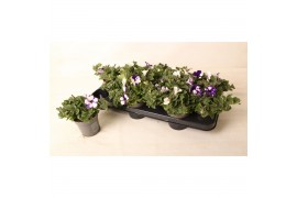 Petunia nightsky