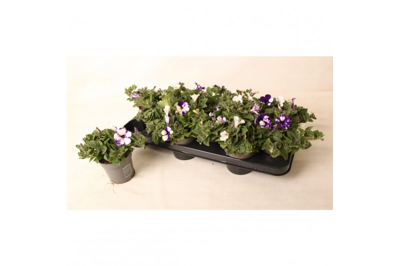 Petunia nightsky 