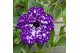 Petunia nightsky 