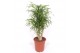Dracaena reflexa anita 
