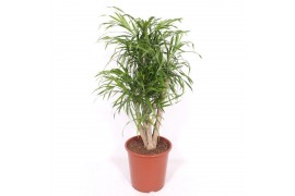 Dracaena reflexa anita